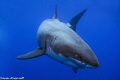   Great White Shark Cal Ripfin coming say hello  